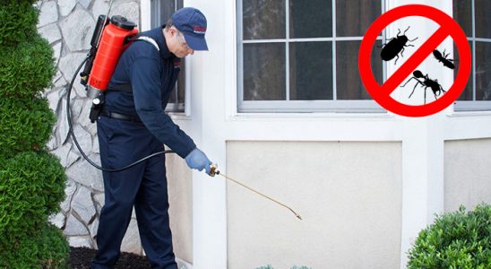 Gümüşpala Kene İlaçlama böcek ilaçlama ve haşere kontrolü — ilaclama-tr.com